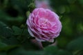 Pastele color flower and layered petals of  the  cabbage ros Royalty Free Stock Photo